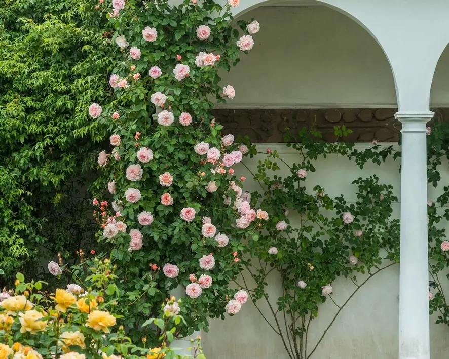 Pale pink climbing roses trained up a white wall beside an arch and a column