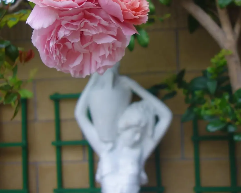 A single pink rose in focus, with a white garden statue blurred behind it